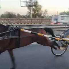 Churu horse race 🐴 23/04/2026 21km. Ki race jaipur me up down  mithun ustaad sujangarh winner 🏆