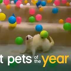 Top 20 Exotic Pets | Best Pets Of The Year 2020