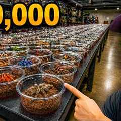 We Got First Pick of $10,000 in Tarantulas!