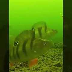 Striped Bass Attack❤️🎣xilihala underwater fishing camera recording fish's bite🐟📷