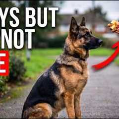 The Dog Training Mistake That Breaks Your Bond