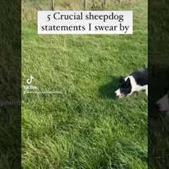 5 #sheepdog #dogtraining #dogwhistle #dog Top tips on sheepdog training