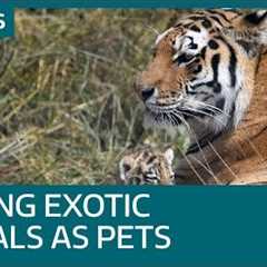 How do you get a licence to keep exotic pets? | ITV News