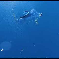 INSANE UNDER WATER MAHI MAHI BITE CAUGHT ON CAMERA!!!!
