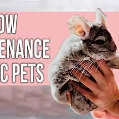 41 Low Maintenance EXOTIC Pets That Everyone Can Own!