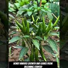 4 Simple Ingredients = Unlimited Plant Growth? 😳