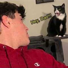 Cat Actually Can’t Stop Talking To His Owner! 🤣 Funny Cat Videos