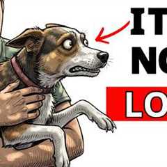STOP Doing This To Your Dog! (You Are Destroying Their Nervous System)