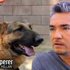 Wild Dog Refuses to be Leashed! | Dog Whisperer With Cesar Millan
