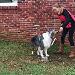 Teach your dog Orbit advanced tricks for dogs