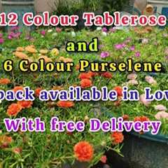 Tablerose cuttings available with Free Delivery 
