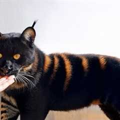 The 10 Most Exotic Cats That You Can Have