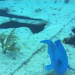 The Ocean’s Hidden Paradise | Our Key Largo Dive 🤿🐠