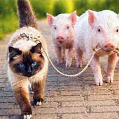 When Animals Become Best Friends 😍 Cute Animal Friendship!