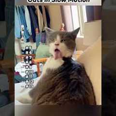 Part 86 | Funny Cats  in Slow Motion ! Funny cat videos #funnycats #funnyanimals #funnypets