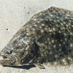 Fluke on a Bobber?! Single Jig vs Jerkbait vs Bobber Rig for Flounder