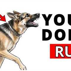 How to STOP A Dog Attack BEFORE It Happens!