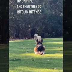 These two dogs are the greatest friends ever 😂