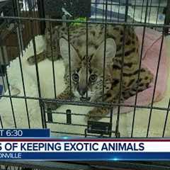 Dangers of keeping exotic animals as pets | Action News Jax
