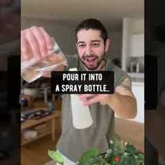How to Get Rid of Fungus Gnats | DIY Remedy | creative explained