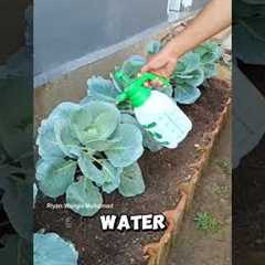 This Natural Spray Kills Pests Fast 🤯