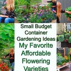 Small Budget Container Gardening Ideas | Affordable Flower Varieties Perform Amazing | My Favorites
