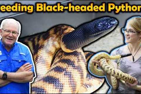 How to Breed Black-Headed Pythons! (with Split Rock Reptiles)