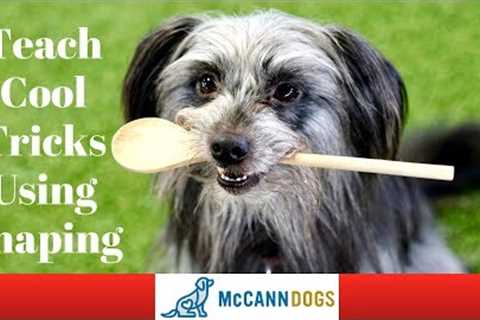 Dog Tricks Using Shaping - Professional Dog Training Tips