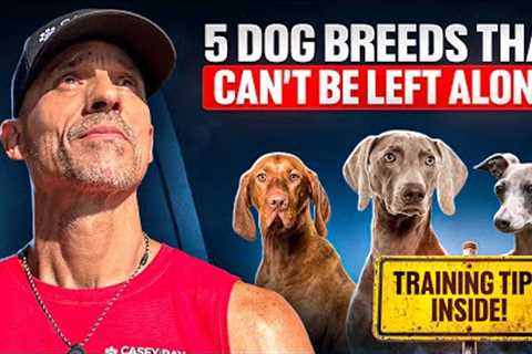Top 5 Dog Breeds That Can’t Be Left Alone (Most People Get This Wrong)