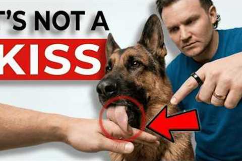 The Real Reason Your Dog Licks You (It's NOT What You Think!)