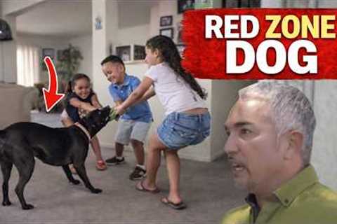 This ‘Aggressive’ Dog Changed Instantly… But Not Because of Training | Cesar 911