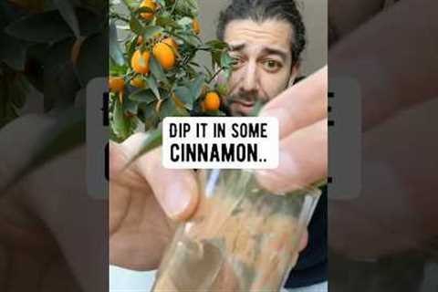 3 DIY gardening hacks | creative explained