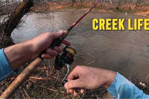 Creek Fishing: A Peaceful Morning in DIRTY Water!