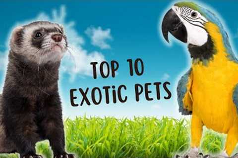 Exotic Pet Favorites: The Top 10 Most Popular Picks Unveiled!