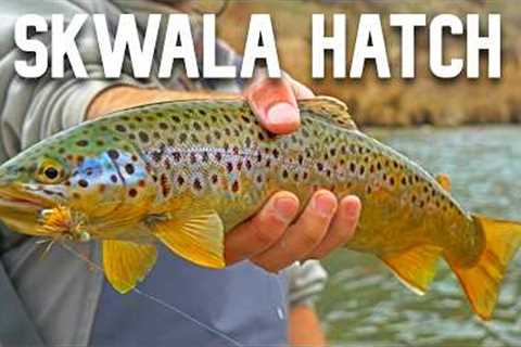 24 Hours Spring Fly Fishing the Owyhee River — Skwala Dry Fly Eats