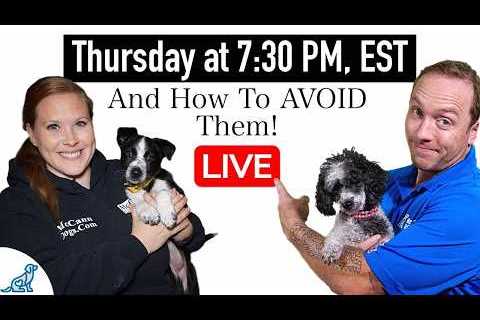 6 COMMON Puppy Training Mistakes That New Dog Owners Make