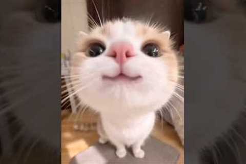 Funny cats #cat #funny #cats #reels #pets #catvideos #funnycats #kitten