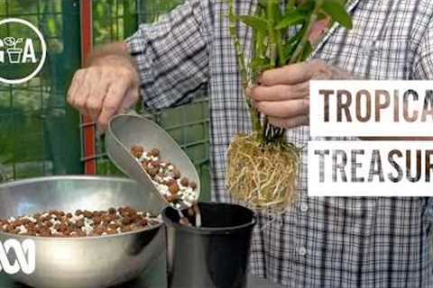 Tropical Treasure | How-to | Gardening Australia