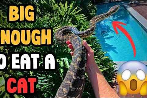 One Of the BIGGEST Pythons I've Ever Caught