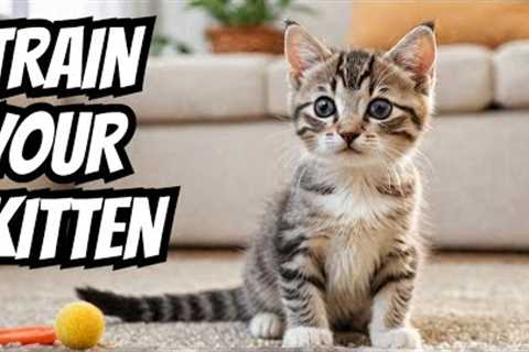 🔴 Kitten Training 101 - Tips for a Well-behaved Cat