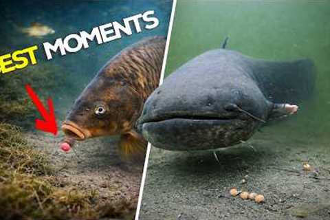 Best Underwater Fishing Moments 2025 (High Quality)