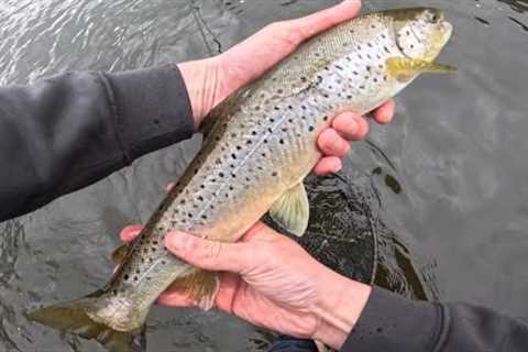 Micro Skagit Trout Fishing UK | Swinging Streamers for Wild Brown Trout