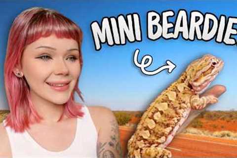 Top 5 Underrated Australian Reptiles...