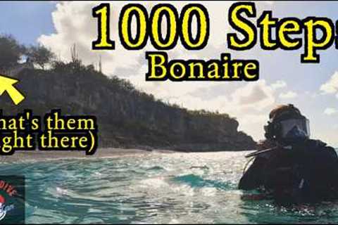 Bonaire's 1000 Steps Dive Site: Is It Worth Seeing?