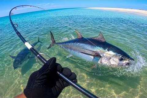 Giant Tuna from the SAND! (Catch & Cook)