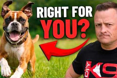 Is The BOXER Right For You!