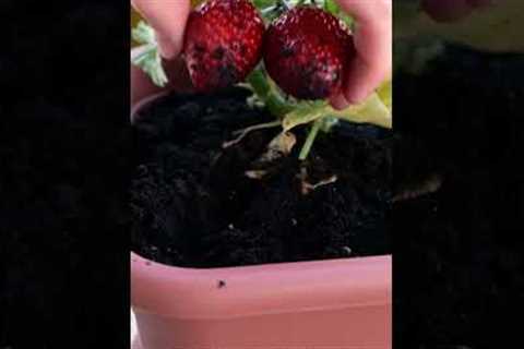 Genius Gardening Hacks You’ll Love! 💚🍓