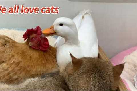 So funny! The duck caught the hen and the cat having an affair, and the rooster was very angry!