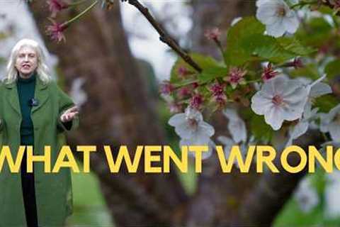 What's new in my garden - and 2 mistakes I made!