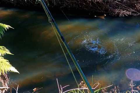 Fly fishing for trout for beginners